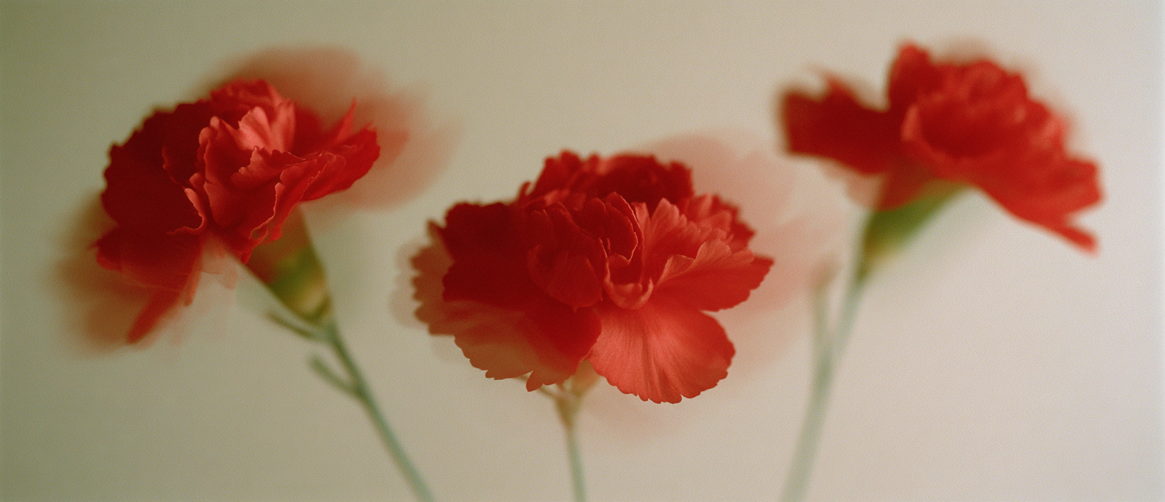 플라워시티 전국 당일 꽃배달 서비스 카네이션 배너 이미지