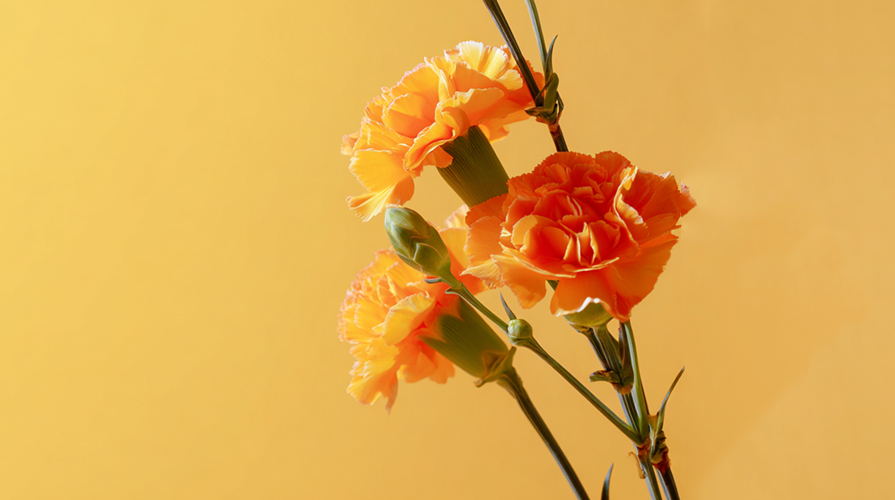 플라워시티 스승의날 카네이션 꽃선물 당일 꽃배달 배너 이미지